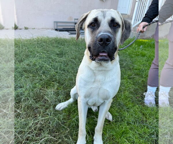 Medium Photo #1 Daniff Puppy For Sale in Goodyear, AZ, USA
