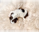 Small Photo #3 Shih Tzu Puppy For Sale in HAYWARD, CA, USA