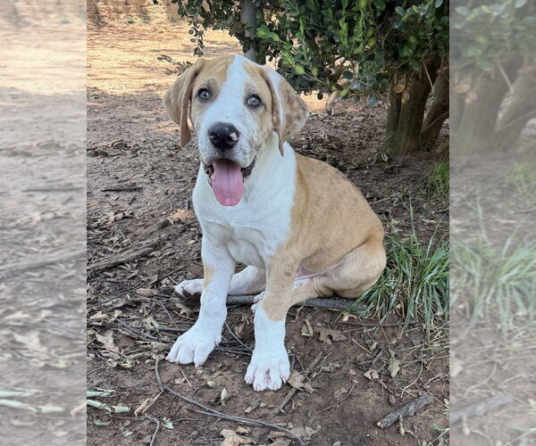 Medium Photo #9 Great Dane-Unknown Mix Puppy For Sale in OKLAHOMA CITY, OK, USA