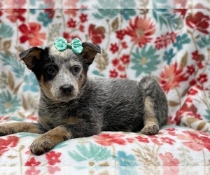 Australian Cattle Dog Puppy for sale in LAKELAND, FL, USA