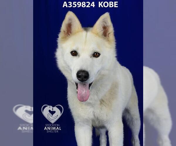Medium Photo #2 Siberian Husky Puppy For Sale in Stockton, CA, USA