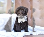 Small #4 Portuguese Water Dog