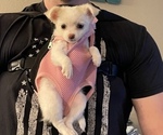 Small Photo #6 Chihuahua Puppy For Sale in NEVADA, TX, USA