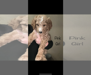 Goldendoodle Puppy for sale in TEMPLE, TX, USA