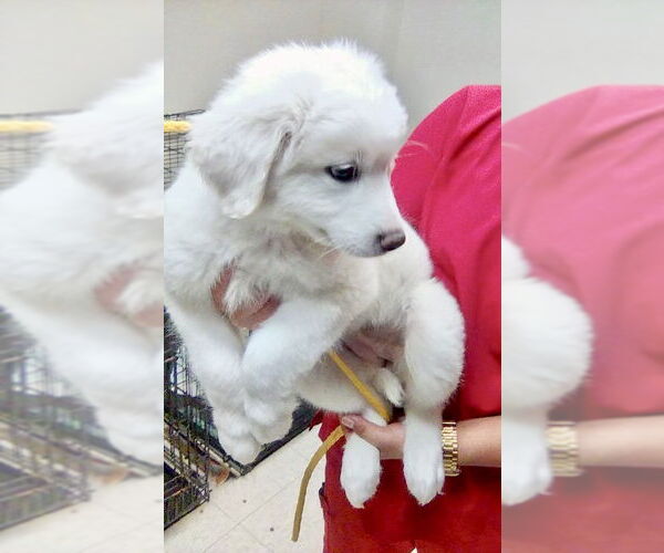 Medium Photo #3 Great Pyrenees Puppy For Sale in Spring, TX, USA