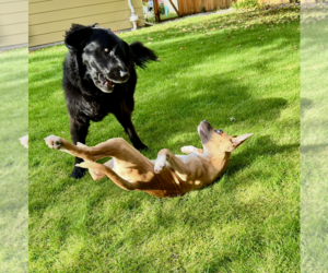 Gus - Male German Shepherd Dog-Unknown Mix Dog for Adoption - Photo #6