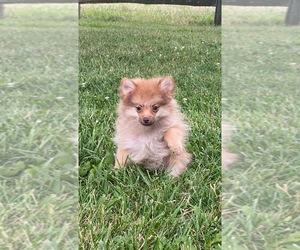 Pomeranian Puppy for sale in CANOGA, NY, USA