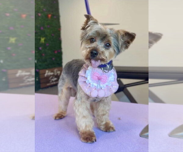 Medium Photo #2 Maltese-Unknown Mix Puppy For Sale in St. Louis Park, MN, USA