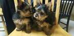 Small Photo #20 Yorkshire Terrier Puppy For Sale in SUWANEE, GA, USA