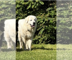 Father of the Great Pyrenees puppies born on 09/16/2025