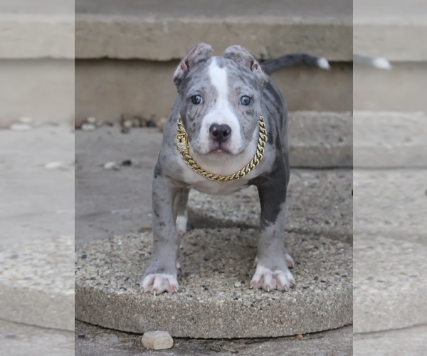 Medium Photo #1 American Bully Puppy For Sale in CHAMPAIGN, IL, USA