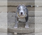 Small Photo #1 American Bully Puppy For Sale in CHAMPAIGN, IL, USA