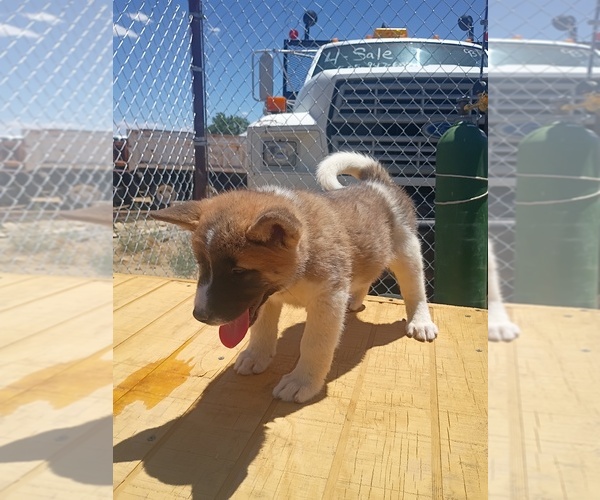 Medium Photo #1 Akita Puppy For Sale in BLOOMFIELD, NM, USA