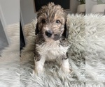 Puppy Puppy 1 Bernedoodle-Poodle (Standard) Mix