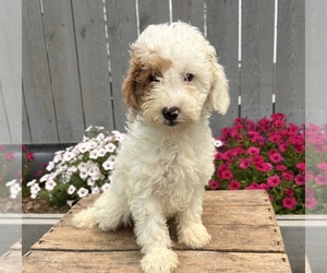 Goldendoodle mix (+ Poodle Miniature) Puppy for sale in MIDDLEBURY, IN, USA