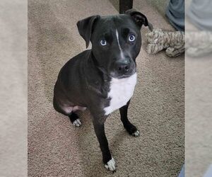 Anne - Female Siberian Husky-Unknown Mix Dog for Adoption - Photo #2