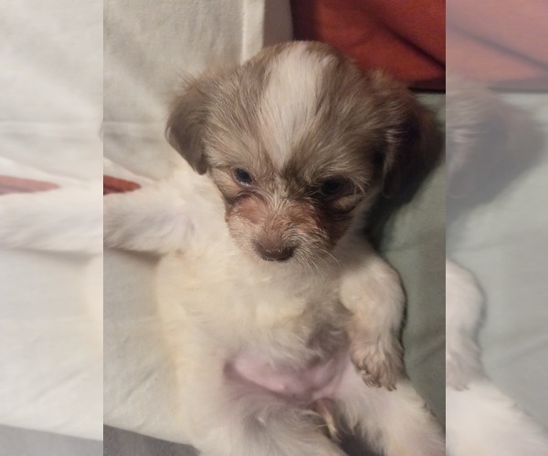 Medium Photo #15 Maltipom-Pomeranian Mix Puppy For Sale in HUDSON, MA, USA
