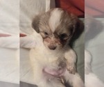 Small #14 Maltipom-Pomeranian Mix