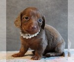 Puppy Raya Dachshund