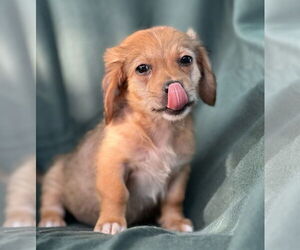 Dachshund-Unknown Mix Dogs for adoption in Weston, FL, USA