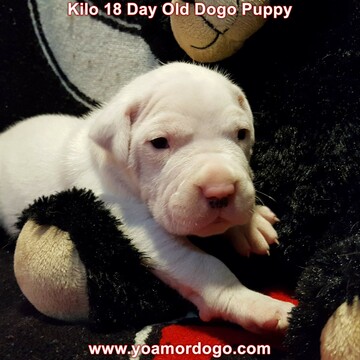 Medium Photo #188 Dogo Argentino Puppy For Sale in JANE, MO, USA