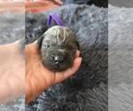 Small #1 Cane Corso