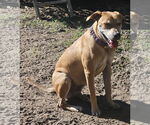 Small #5 Black Mouth Cur Mix