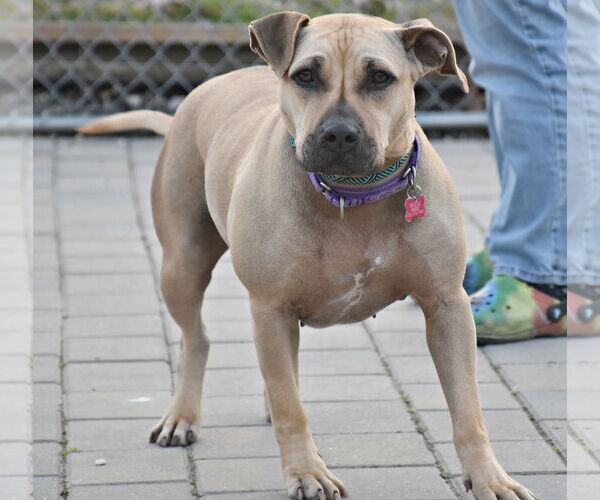 Medium Photo #8 American Staffordshire Terrier-Unknown Mix Puppy For Sale in Spring Lake, NJ, USA