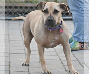 Skylar - Female American Staffordshire Terrier-Unknown Mix Dog for Adoption - Photo #8