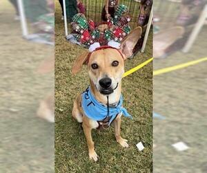 Labrador Retriever Dogs for adoption in Houston, TX, USA