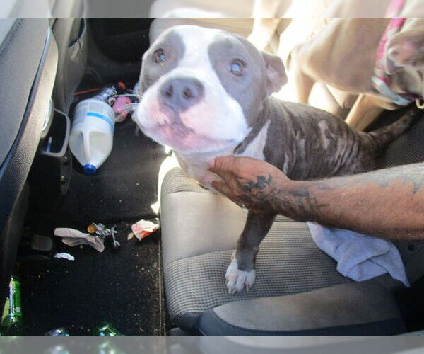 Medium Photo #1 American Pit Bull Terrier Puppy For Sale in Ocala, FL, USA