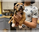 Small Photo #7 American Pit Bull Terrier Puppy For Sale in ALOHA, OR, USA