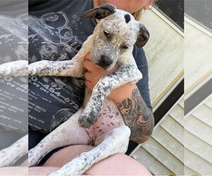 American Pit Bull Terrier-American Staffordshire Terrier Mix Dogs for adoption in Chester, VA, USA