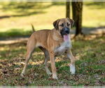 Small #6 Great Pyrenees Mix