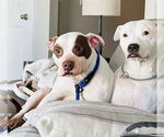 Small #4 American Pit Bull Terrier Mix