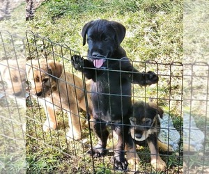 Medium Labrador Retriever-Schnauzer (Miniature) Mix