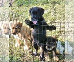 Small Labrador Retriever-Schnauzer (Miniature) Mix