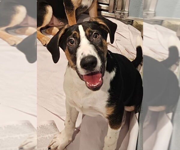 Medium Photo #3 Coonhound-Unknown Mix Puppy For Sale in Chicago, IL, USA