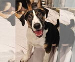 Small #2 Coonhound Mix