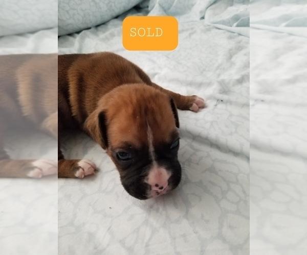 Medium Photo #1 Boxer Puppy For Sale in PLEASANT LAKE, IN, USA