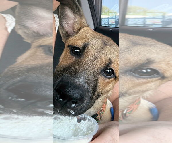 Medium Photo #13 Mutt Puppy For Sale in Sandy, UT, USA