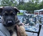 Puppy Light blue German Shepherd Dog