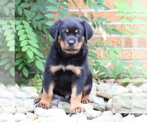 Rottweiler Puppy for sale in FREDERICKSBG, OH, USA