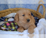 Puppy Mickey Golden Retriever