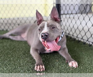 American Staffordshire Terrier-Unknown Mix Dogs for adoption in Tavares, FL, USA