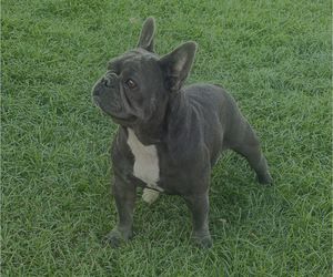 French Bulldog Puppy for sale in BAKERSFIELD, CA, USA