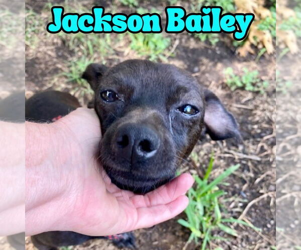 Medium Photo #18 Chiweenie Puppy For Sale in San Antonio, TX, USA