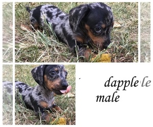 Dachshund Puppy for sale in BRISTOW, OK, USA