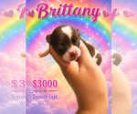 Puppy 1 Chihuahua