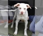 Small #2 Labrador Retriever Mix